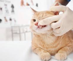 Find details on periodontal disease in cats including diagnosis and symptoms, pathogenesis, prevention, treatment, prognosis and more. Periodontal Disease In Cats Pet Companion Magazine