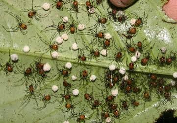 Social Spiders - The Agnarsson Lab