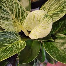 Image result for Filodendron Philodendron