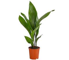 Schusterpalme In 2020 Pflanzen Kaktus Gewachs