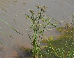 Image result for Pycreus macrostachyus