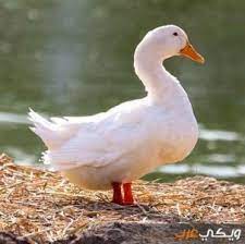 Maybe you would like to learn more about one of these? Ø§Ù†Ù‚Ø± ÙƒØ±Ø³ Ù…ØªØ®ØµØµ Ø·Ø±ÙŠÙ‚Ø© ØªÙ†Ø¸ÙŠÙ Ø§Ù„Ø¨Ø· Ù…Ù† Ø§Ù„Ø±ÙŠØ´ Buyandsellnapleswithnancy Com