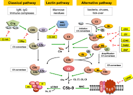 Image result for Complement Pathway