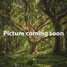 Image result for Pentadesma