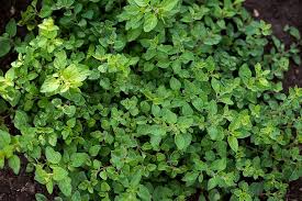 To use as a substitute, fresh sage will be more effective. Oregano Substitute
