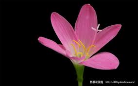 「ゼフィランサス・カリナタ（サフランモドキ）」の画像検索結果