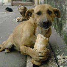 This Vending Machine Takes Bottles And Gives Food To Stray Dogs In Exchange Street Dogs Homeless Dogs Dogs