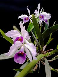 Image result for Rhipidoglossum globulosocalcaratum