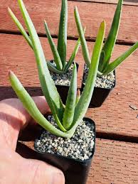 Image result for Aloe inyangensis