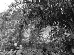 Image result for Rhynchosia nyasica