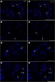 Image result for Cynodon incompletus