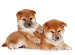 In addition to growing bamboo, paul also breeds & sells shiba inus since 1996. 1 Shiba Inu Puppies For Sale In Portland Or Uptown