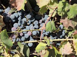 Image result for Vitaceae