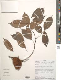 Image result for Anthonotha