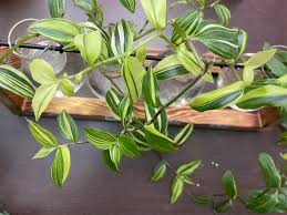 Image result for Tinnea galpinii