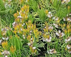 Image result for Senecio barbertonicus