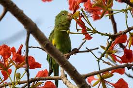 ◀ prev ▲ next ▶. The Affectionate Canary Winged Parakeet Bechewy