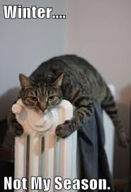 Simply Beautiful 23rd January 2017 We Love Cats And Kittens Funny Animals Cats Cute Animals