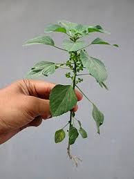Image result for Acalypha chirindica