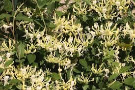 The southern magnolia has large fragrant white blooms. 18 Fast Growing Valuable Vines For A Fence Trellis Or Arbor Hgtv