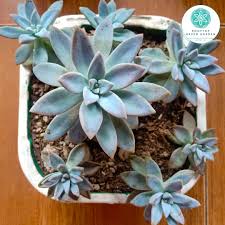 Maybe you would like to learn more about one of these? Ghost Plant Succulent Big Pot Furniture Home Living Gardening Plants Seeds On Carousell