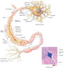 The nucleus of the neuron is found in the soma. Structure Of A Multipolar Neuron Neurons Brain Facts Medical School Studying