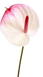 Pin Di Anthurium