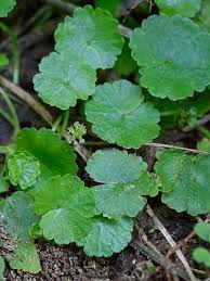 Image result for Hydrocotyle sibthorpioides
