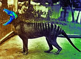 The tasmanian tiger was the largest carnivorous marsupial in modern times. Tasmanian Tiger Wrongfully Hunted To Extinction Scienceline
