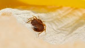 Bed bug, cimex lectularis bed bugs are one of the most difficult pest problems to eradicate quickly. Does Rubbing Alcohol Kill Bedbugs Yes But Is It Worth The Risk