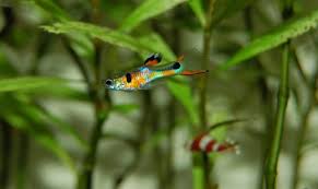 Maybe you would like to learn more about one of these? Why Is Guppies The Perfect Pet So Famous Fish Guppy