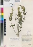 Image result for Hypoestes forskaolii