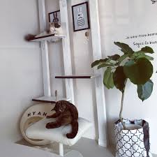 その他で 3ldk その他の観葉植物 ぽて猫部 猫ばかりでごめんなさい 猫部屋にて 賃貸でも楽しく 築30年賃貸 などについてのインテリア実例を紹介 猫 インテリア 猫部屋 インテリア