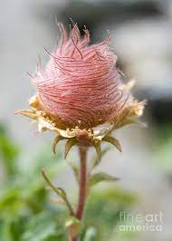 Pin On Giardini E Fiori
