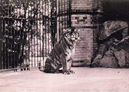 Kaspischer Tiger Berlin Caspian Tiger Endangered Wildlife Extinct Tigers