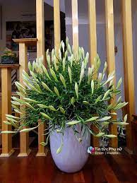 Hoa thường nở rộ vào cuối xuân, đầu hạ, đặc biệt là tháng 4. Muon Kiá»u Cáº¯m Hoa Loa Ken Thang TÆ° Ä'áº¹p Tinh Khoi Cá»§a Cac Chá» Em