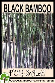 Black Bamboo Plants For Sale Black Bamboo For Sale Bamboo For Sale Black Bamboo Black Bamboo Plant