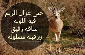 غزال الريم libya