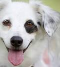 Dogs and Puppies for Sale | Petfinder