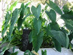 The elephant ear can be grown in a middle area of the pond or on the edge and only partially submerged. Elephant Ear Before And After 3 Years
