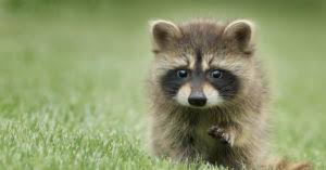 What Season Are Raccoon Babies Born Arrow Exterminating