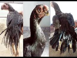 Maybe you would like to learn more about one of these? Aseel Fighter Chicks By Sri Krishna Poultry Farm Aseel Fighter Chicks Id 3989401