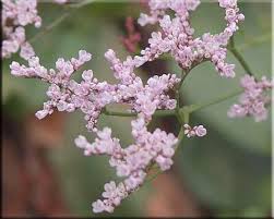 Image result for Limonium