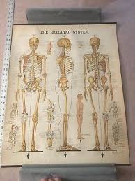 Vintage Skeletal System Anatomical Chart Company Chicago