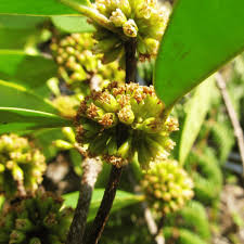 Image result for Cassipourea