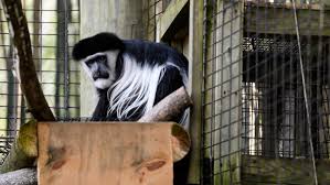 Check spelling or type a new query. Evansville Zoo Monkey Gets Cutting Edge Stem Cell Treatment For Back