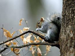 Others reach sizes shocking to those who are only familiar with common tree squirrels. Nat Geo Wild Fact Foto Friday The Tiniest Squirrel Is The Aptly Named African Pygmy Squirrel Only Five Inches Thirteen Centimeters Long From Nose To Tail Others Reach Sizes Shocking To Those Who