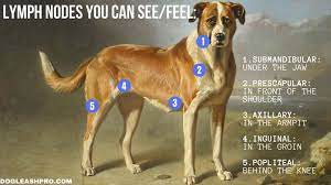 There's no magic number to determine when to put your dog down due to old age. Dog Lymphoma When To Euthanize Dog Leash Pro