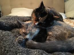 Let's spend the summer country town leisurely with my sister! Weekend Free For All June 24 25 2017 Ask A Manager