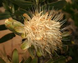 Image result for Protea welwitschii
